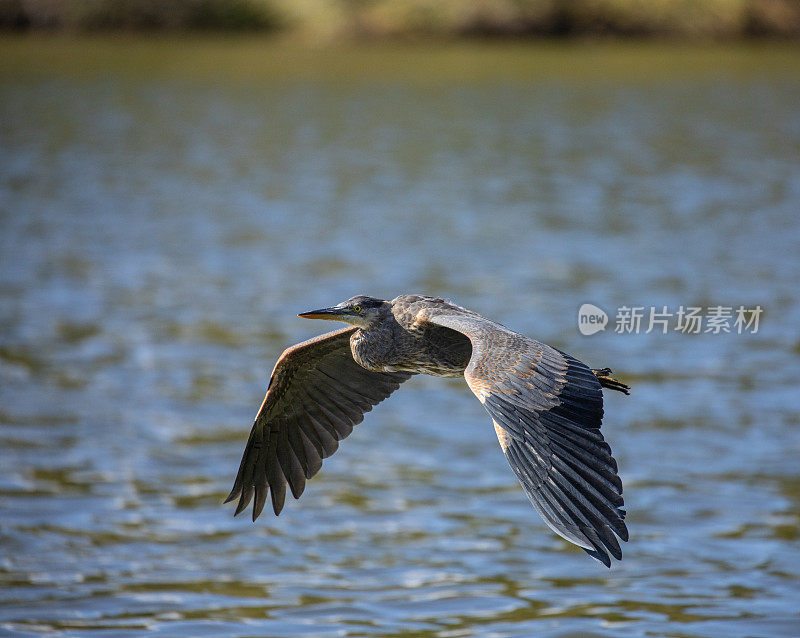 飞行中的大蓝鹭(Ardea herodias)，摄于加拿大温哥华